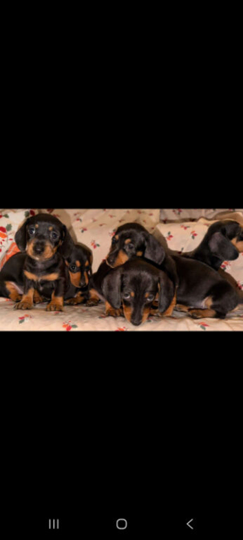 9 puppies dachshund