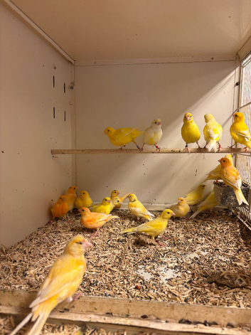 Fife Canaries