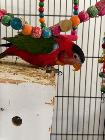 Black capped lorikeet
