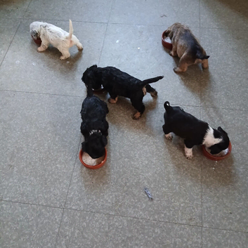 2 Beautiful Frenchie Poo Puppies Girls