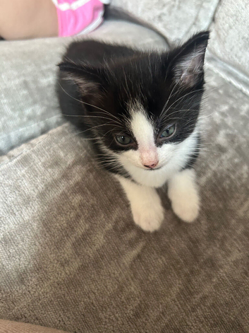 7 week old male kittens