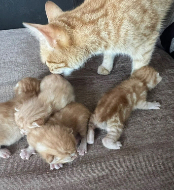 Beautiful adorable  full ginger kittens x 4