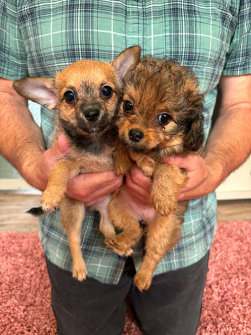 Beautiful F1 Chipoo girls looking for their forever families.