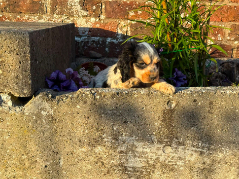 Stunning cockapoo puppies