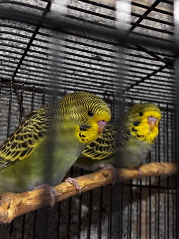 Dark Green Budgies
