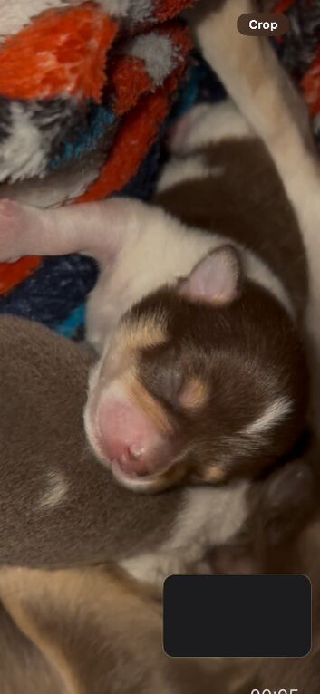 Lilac parti & choc tan parti Chihuahuas
