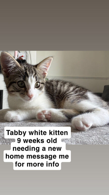 Tabby white kitten needing a new home