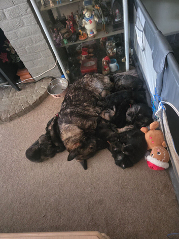 Female german shepherd puppy