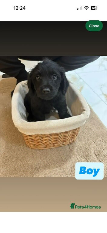 Labrador puppies