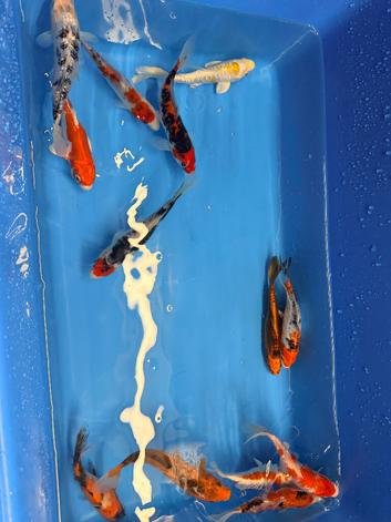 6&rdquo;-7&rdquo; koi