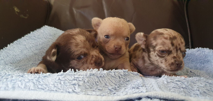 Stunning chihuahuas