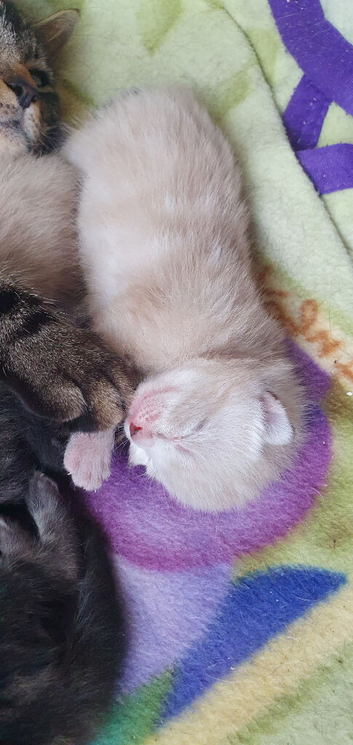 4beautiful burmese cross tabby kittens