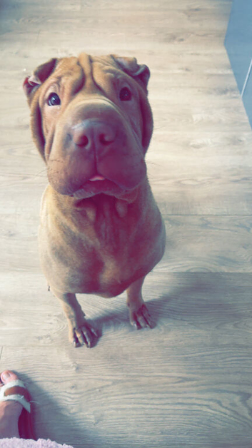 Female shar pei for rehoming