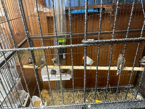 Zebra finches for sale