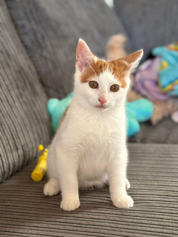 4 month old Ginger and white male