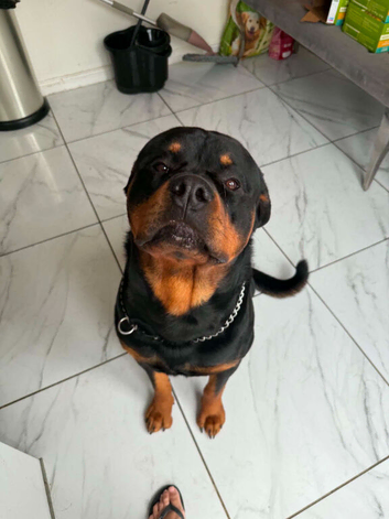 2.5 year old male rottweiler