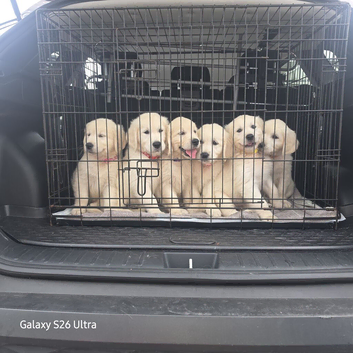 GOLDEN RETRIEVER PUPPIES - BANGOR NORTHERN IRELAND
