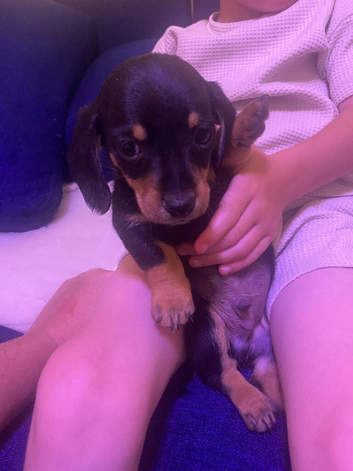Miniature dachshund puppies