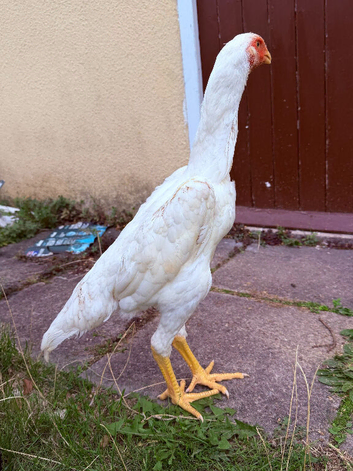 WHITE SHAMO CHICKENS AVAILABLE