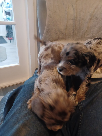 Puppy