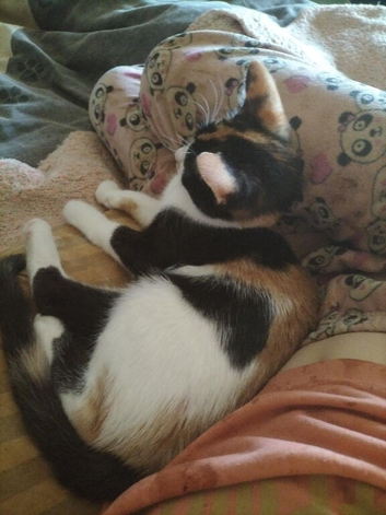 4 months old kittens for rehoming