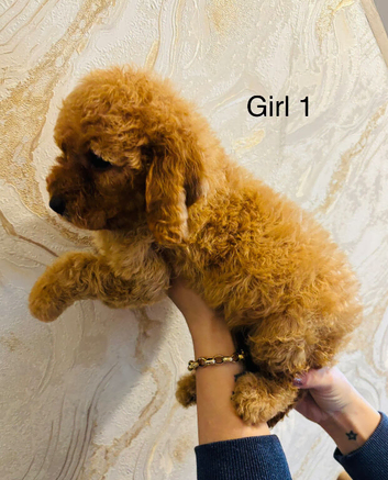 Adorable Cavapoo puppies