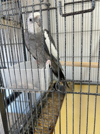 Cockateil