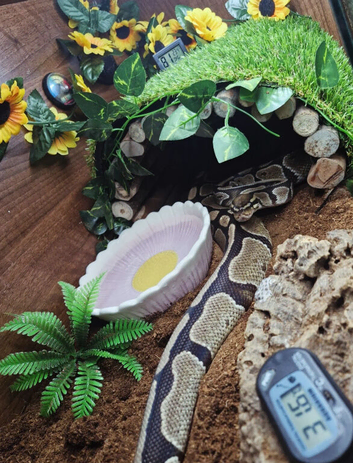 Royal python