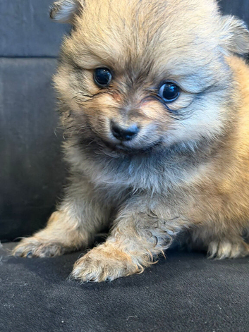 Pomerian pups for sale!!