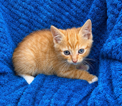 Kittens
