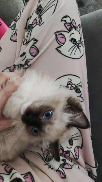 Ragdolls