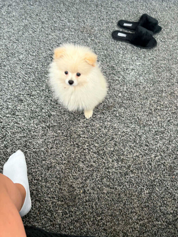Pomerian
