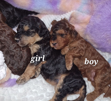 Beautiful cockerpoos