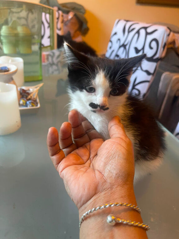 A Kitten Available !
