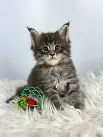7 Gorgeous Pure Breed Maine Coon Kittens