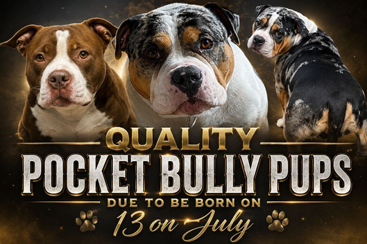 Colourful Pocket bullys due next month