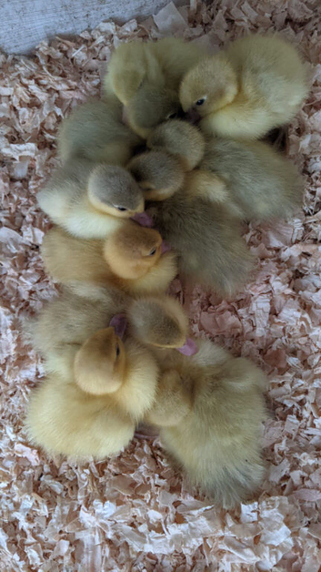 Days Old Lavender & White Muscovy Ducklings