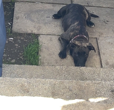 Staff x plot hound