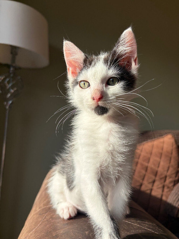 (READY NOW) these beautiful Maine coons are ready to go to there new homes.