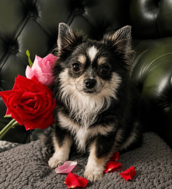 Beautiful Long-Haired Blue & White Chihuahua &ndash; 18 Months Old