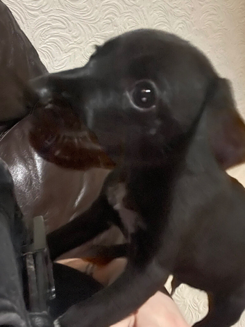 Male puppy for sale