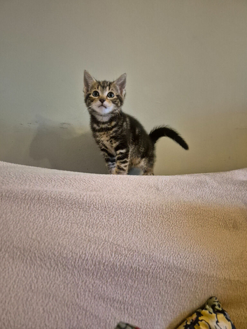 Brown Tabby Female