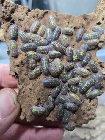 25 x Armadillidium Granulatum Isopods