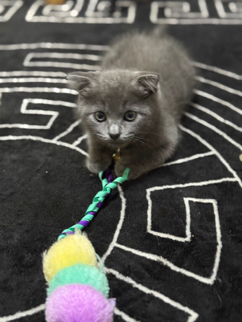 4 Beautiful Scottish Fold Kittens