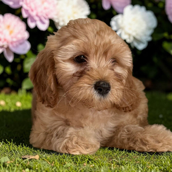 5 stunning, well socialised puppies