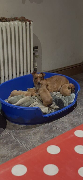 Miniature Jack Russell puppies