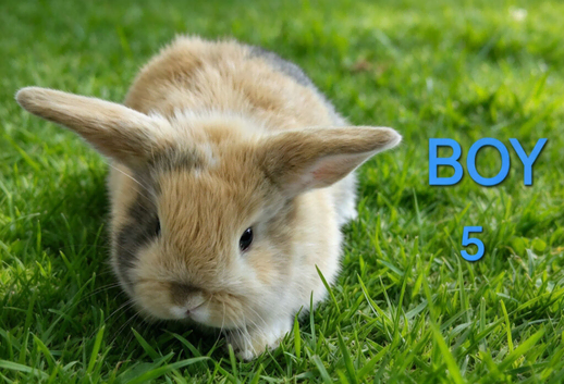Mini lop babies