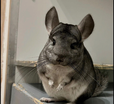 2 x chinchillas plus set up