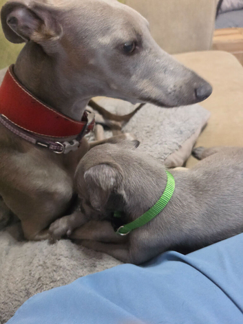 kc registered whippet pups for sale