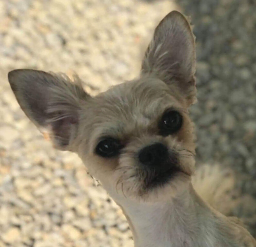 Hi im Archie a pugapoo cross chihuahua